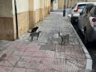 Some cats that live near me and, which I see each night when I walk home 