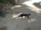 This cat was wandering around Maria Luisa Park-- I have a whole album of adorable stray cats I have found around the city