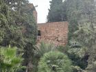 Some cool plants I found at the Alcazaba in Málaga, Spain