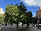 An example of the beautiful, green orange trees!