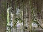 These vines were part of an exhibit at a museum I visited in Seville