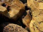 A hidden crab in the rocks at the beach--can you spot it?