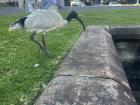 The common Australian White Ibis found everywhere on campus! Don't they look so different from birds in the United States?