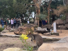 For one of my classes, I have to record the actions and behaviors of wallabies during the day, such as this one at the Sydney Zoo! 