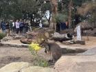 An up-close view of a kangaroo at the zoo