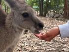 Hand feeding a kangaroo