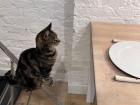 Pebbles, one of the cats who lived at the house I stayed at in London 