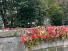 Fall foliage at Cité Université