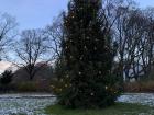 Pine tree with a smattering of snow