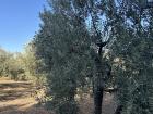 Olive trees