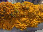 Marigolds lining the city center on "Dia De Los Muertos"