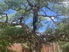 This tree is over 100 years old and is located in Mitla