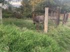 A donkey on the side of the road