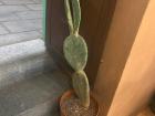 This "nopal" plant was outside one of my favorite dessert shops 