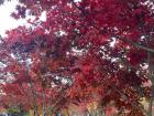 Beautiful red leaves in fall