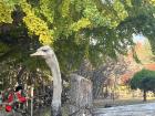 Up close with the ostrich - it was so fascinating!