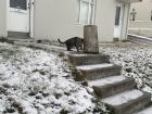 A cat in a neighborhood in Akureyri, Iceland