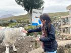 In Connemara, there is a roadside kiosk where you can pay €1 to hand feed a flock of sheep!