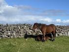 We came across so many cows, horses, and donkeys during our bike ride across the roads on Inis Mór