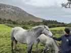 At Kylemore Abbey, you can visit the pony paddock and see the famous Connemara ponies!