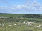 Although sheep, cows and horses are normally seen on pastures, I once passed a herd of grazing alpacas!