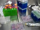As can be seen written on these plates, all 96 wells are used for different treatment groups