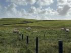 Half of the land in Ireland is pasture, so it's normal to see cows and sheep when you look out your car window 