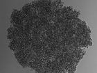 An example of a T.N.B.C. spheroid, this is a sample that was never treated or used in any experiment