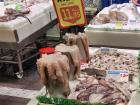 Raw pulpo is available at most fish markets in Galicia.