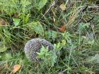 I spotted a wild hedgehog on the island of Holmön, Sweden!