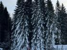 Here are two of my friends walking back from Lake Nydala with their skis. The snow on the trees makes the landscape look like a winter wonderland.