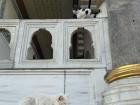 I loved seeing these regal-looking cats at Dolmabahçe Palace in Istanbul.