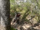 Lucy, the truffle-hunting mountain dog!