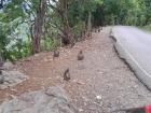 Monkeys on the side of the road 