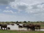 So many elephants.