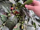 Coffee plant with ripe and unripe cherries