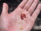 Inside each cherry is a raw coffee bean