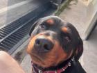 Post-run picture with neighbor's Rottweiler, Emy