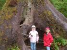 This is my brother and I when we were really young on a hike in the Hoh Rainforest in Olympic National Park. It looks so much like Alishan!