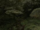 There was so many different shades of green all around Alishan. Green is definitely my favorite color!