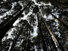 Don't forget to look up! The branches of the Taiwan Red Cypress are far out of my reach as they stretch for sunlight