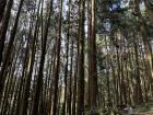 I couldn't believe just how dense the forest was! The tree trunks were relatively skinny so there were so many all packed in together