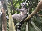 I got to see one of my favorite animals, the ring-tailed lemur, at the zoo! You can't touch the animals but I imagine he is very soft