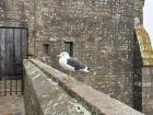 A seagull perched atop the abbey of Le Mont-Saint-Michel