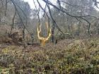 A picture of the famous gold coated tree in La forêt de Brocéliande outside of Rennes