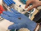 Soil samples taken from a canola plant from a greenhouse in Brittany