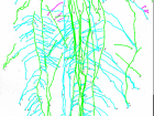 Traced roots of a canola plant sample from a greenhouse in Brittany