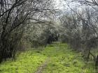 An abandoned orchard that still grows fruit