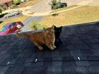 Two of my own cats on the roof in Ohio