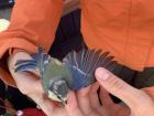 I learned about bird banding at Jomfruland Bird Station in Norway.